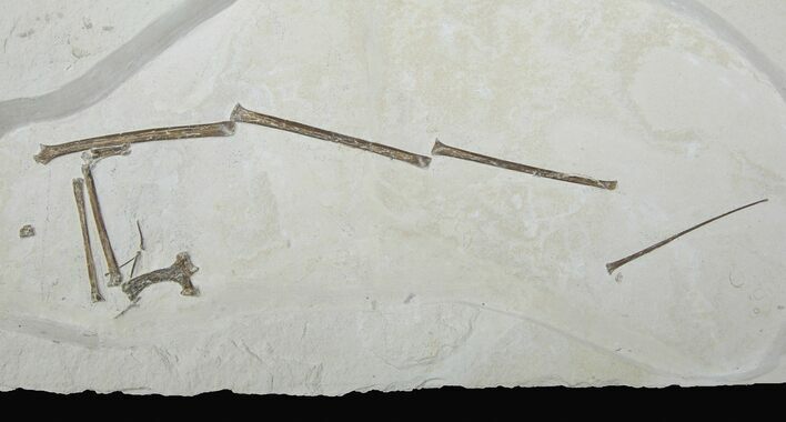 Pterosaur Wing (Rhamphorhynchus) - Solnhofen Limestone #115538